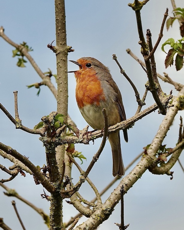 robin